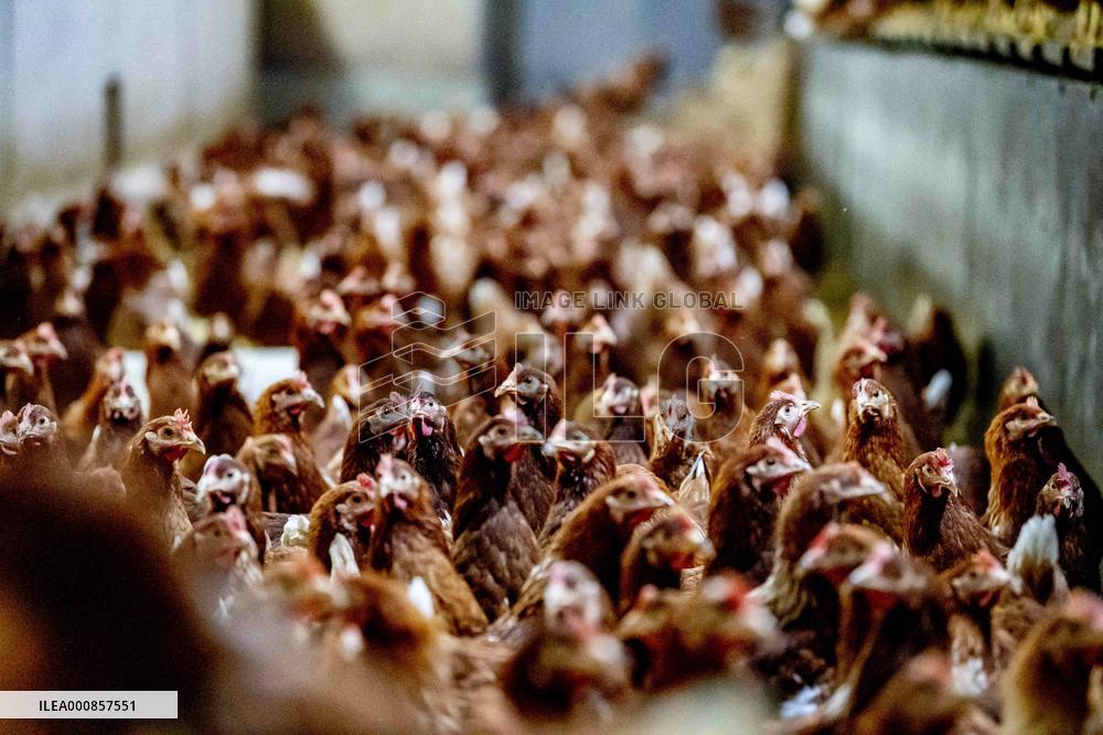 Dutch Farmers Ordered To Keep Poultry Inside To Limit Bird Flu Contagion