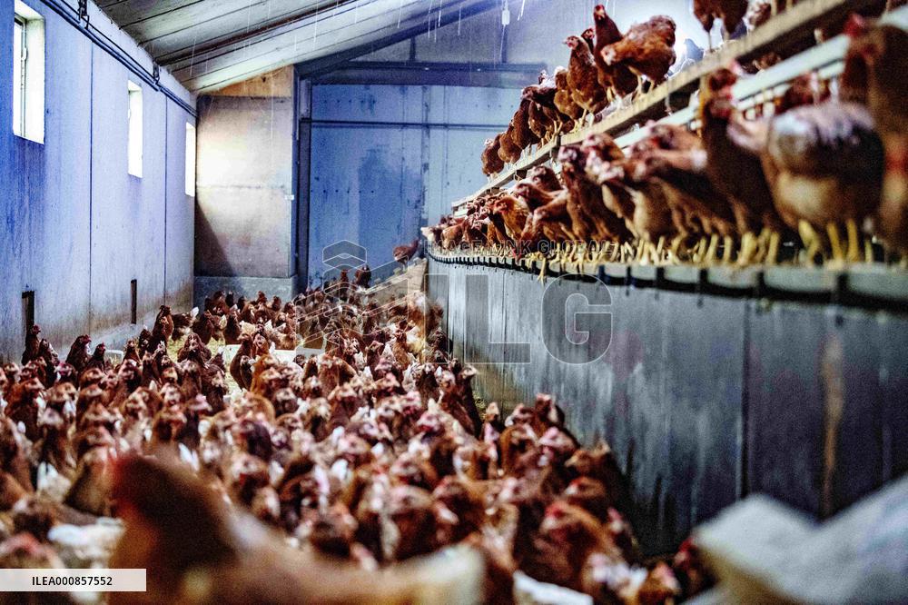 Dutch Farmers Ordered To Keep Poultry Inside To Limit Bird Flu Contagion