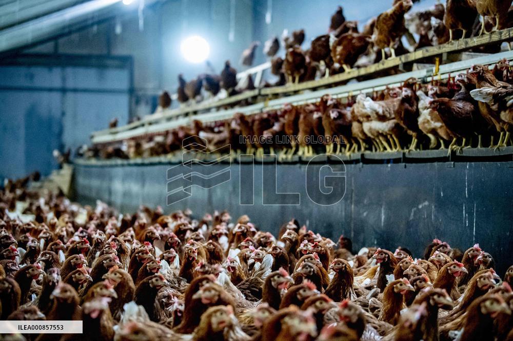 Dutch Farmers Ordered To Keep Poultry Inside To Limit Bird Flu Contagion