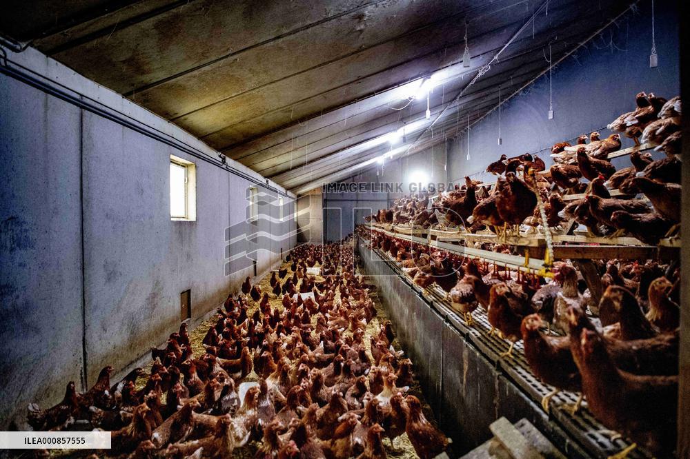 Dutch Farmers Ordered To Keep Poultry Inside To Limit Bird Flu Contagion