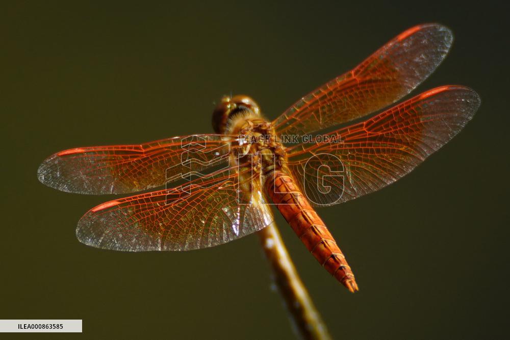 Dragonfly - India