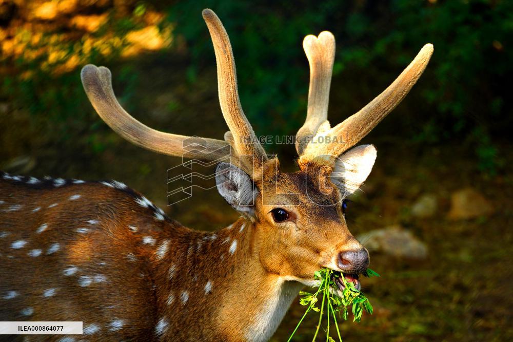 Deer Inside The Pushkar Garden - India