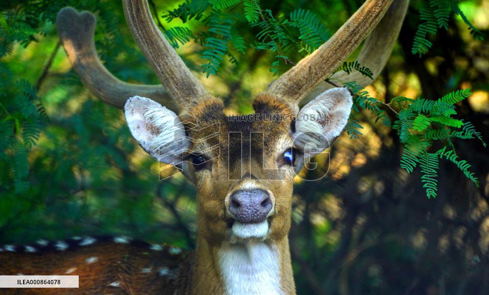 Deer Inside The Pushkar Garden - India