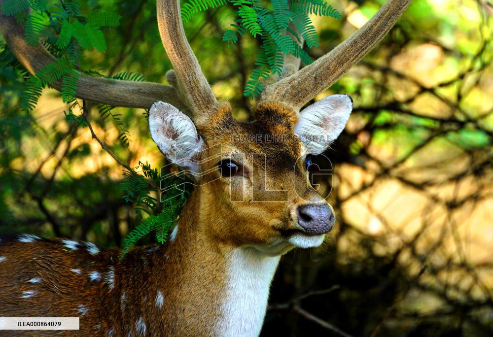 Deer Inside The Pushkar Garden - India