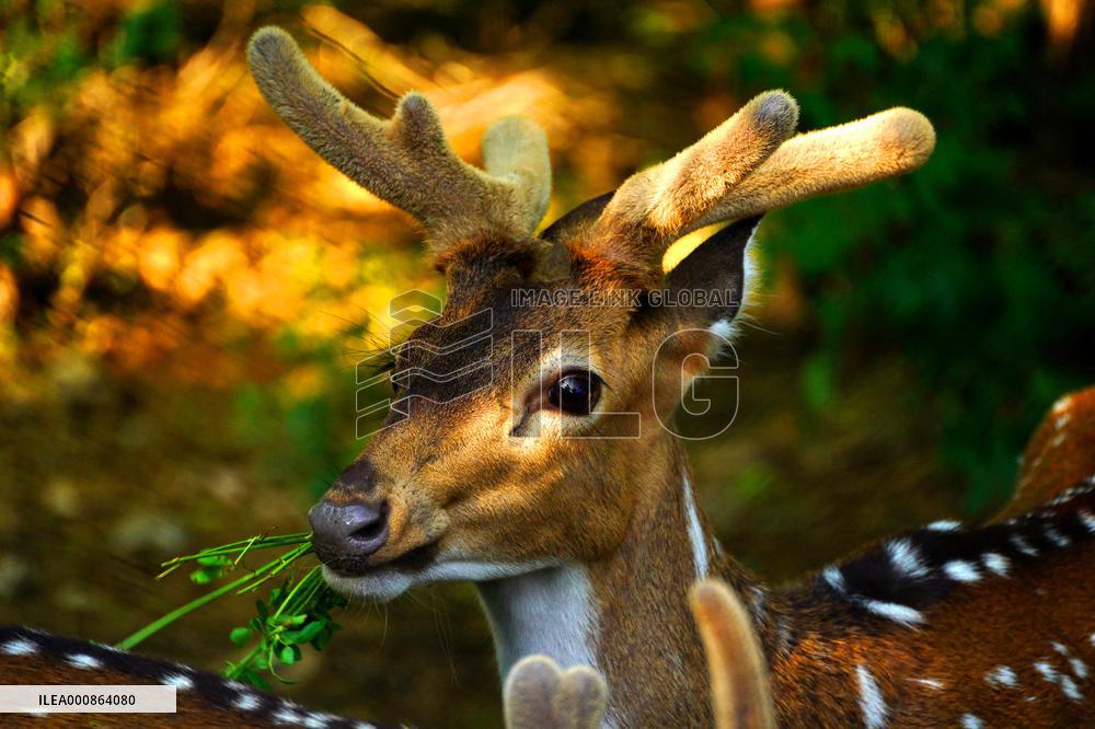 Deer Inside The Pushkar Garden - India