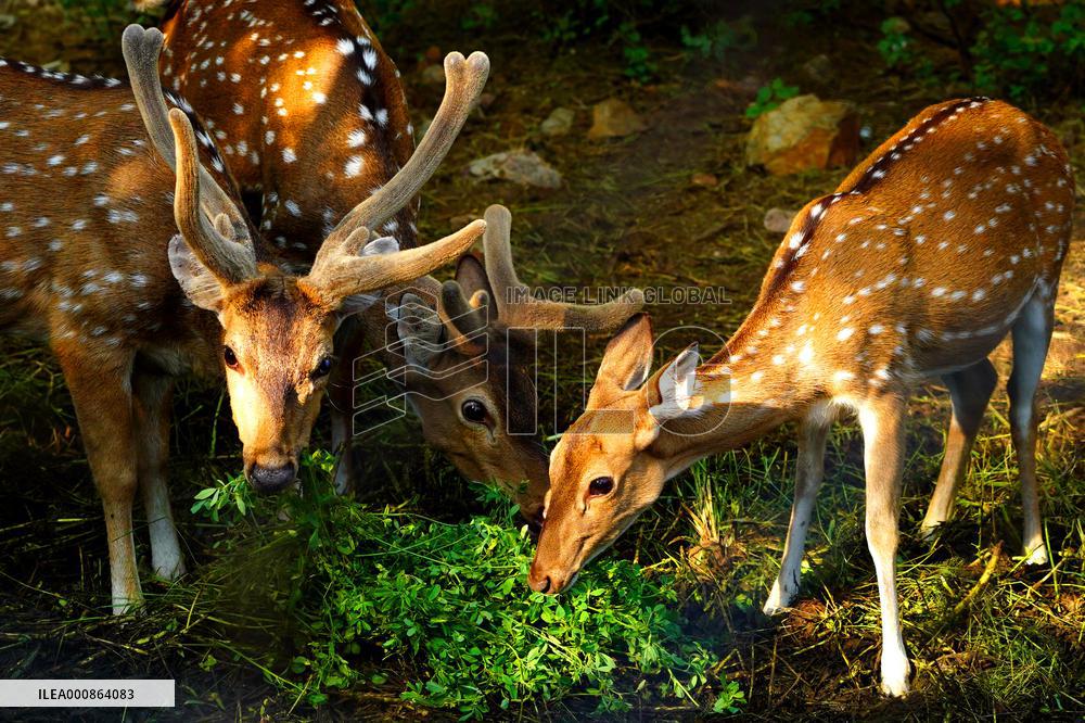 Deer Inside The Pushkar Garden - India