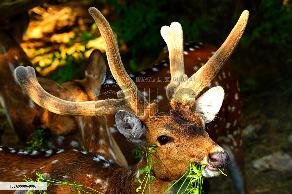 Deer Inside The Pushkar Garden - India