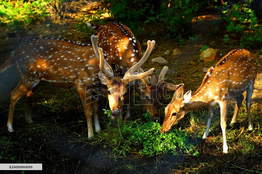 Deer Inside The Pushkar Garden - India
