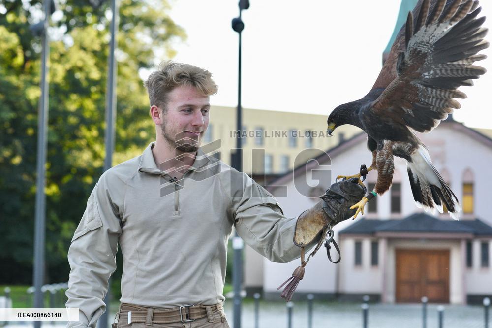 Falconers To Fight Against The Starling Nuisances - Strasbourg