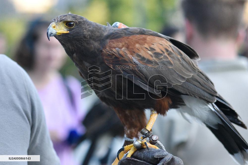Falconers To Fight Against The Starling Nuisances - Strasbourg