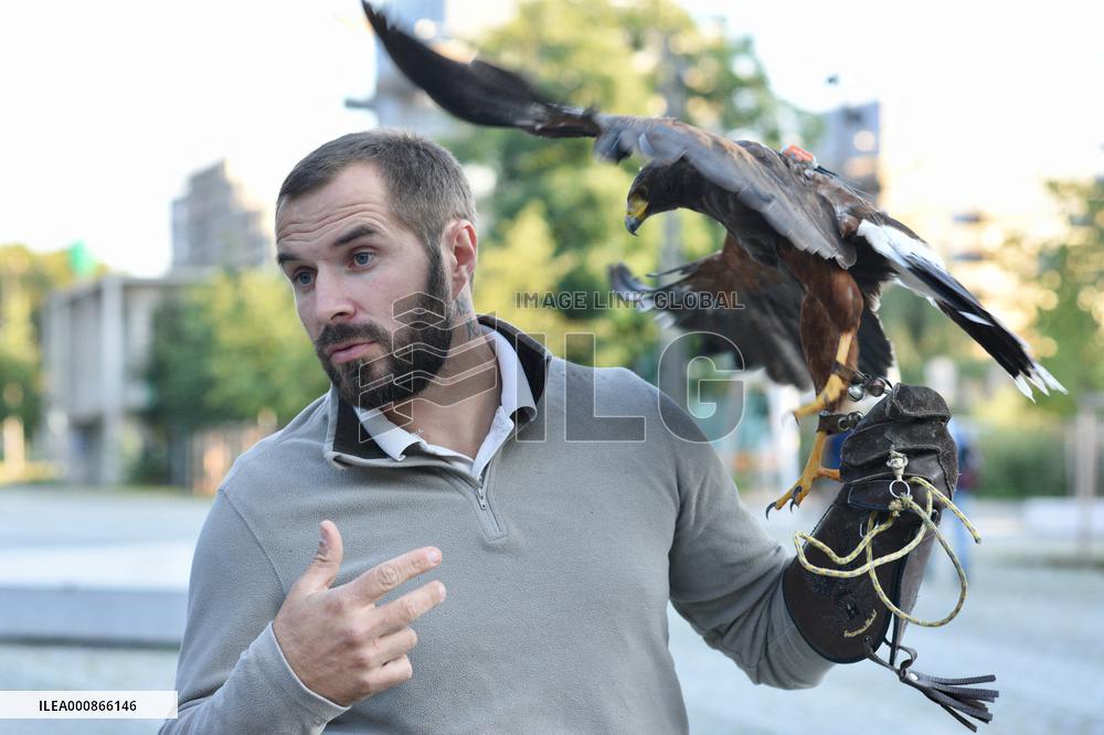 Falconers To Fight Against The Starling Nuisances - Strasbourg