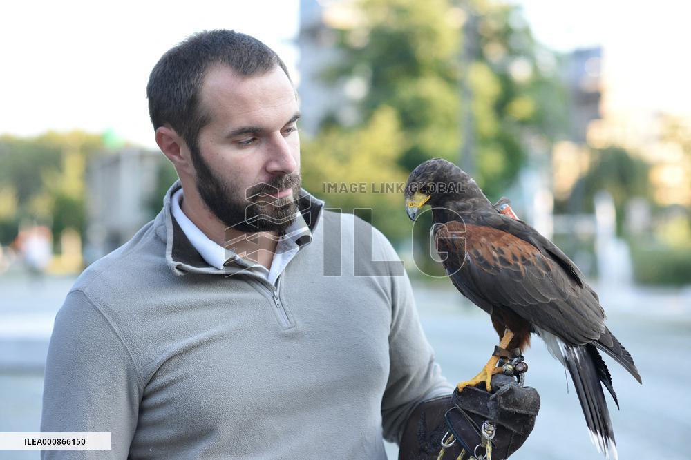 Falconers To Fight Against The Starling Nuisances - Strasbourg