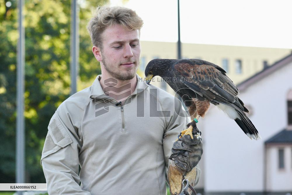 Falconers To Fight Against The Starling Nuisances - Strasbourg