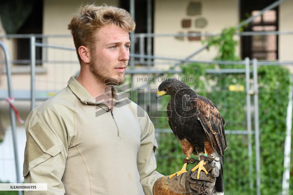 Falconers To Fight Against The Starling Nuisances - Strasbourg