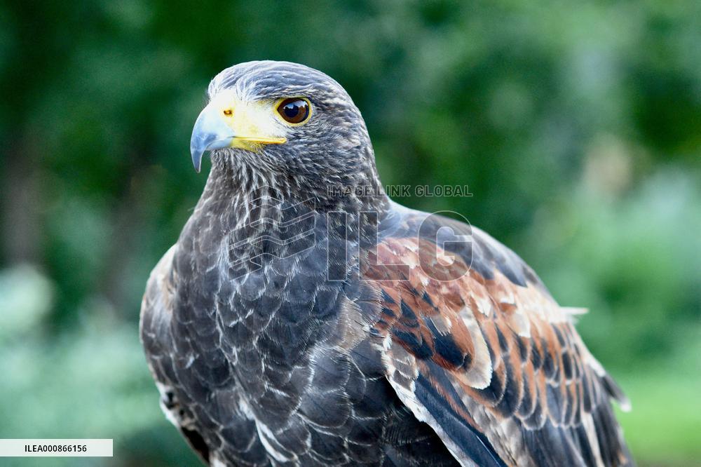 Falconers To Fight Against The Starling Nuisances - Strasbourg