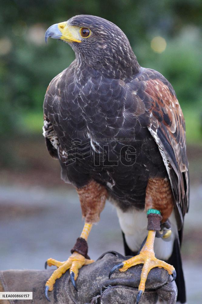 Falconers To Fight Against The Starling Nuisances - Strasbourg