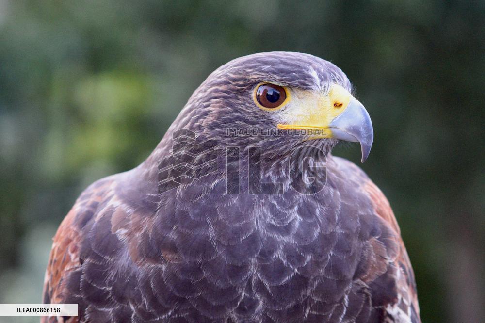 Falconers To Fight Against The Starling Nuisances - Strasbourg