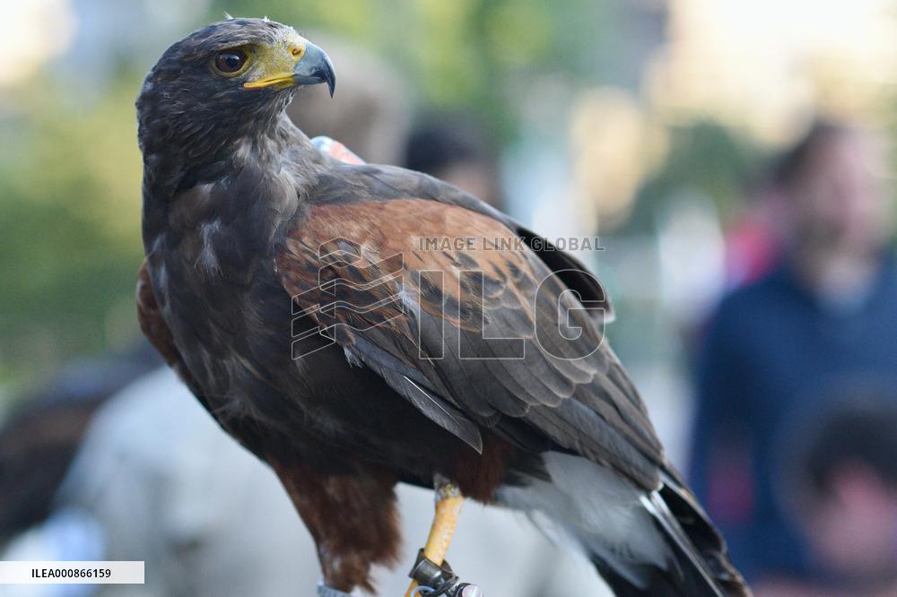 Falconers To Fight Against The Starling Nuisances - Strasbourg