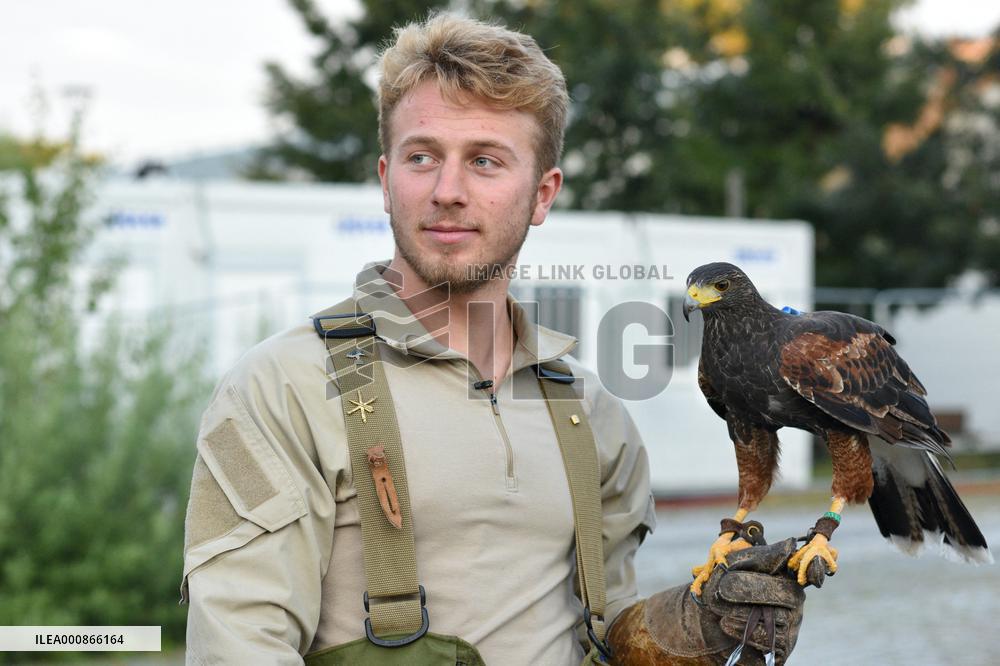 Falconers To Fight Against The Starling Nuisances - Strasbourg