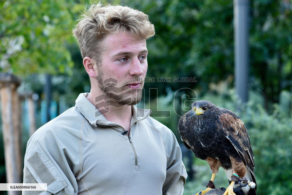 Falconers To Fight Against The Starling Nuisances - Strasbourg