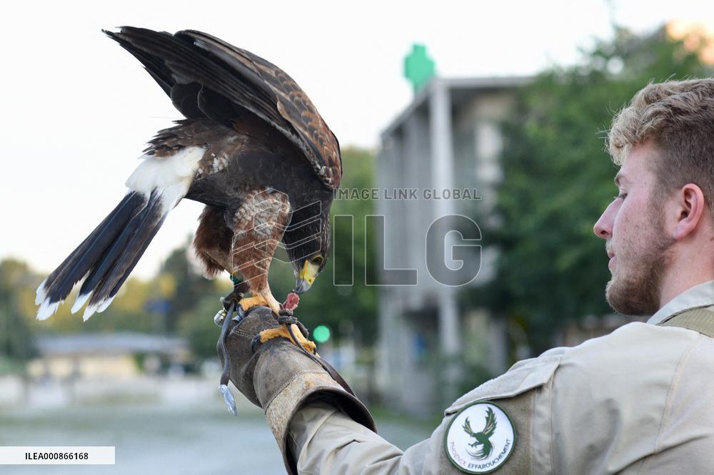 Falconers To Fight Against The Starling Nuisances - Strasbourg