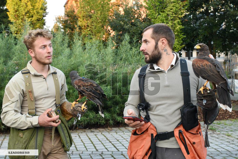 Falconers To Fight Against The Starling Nuisances - Strasbourg