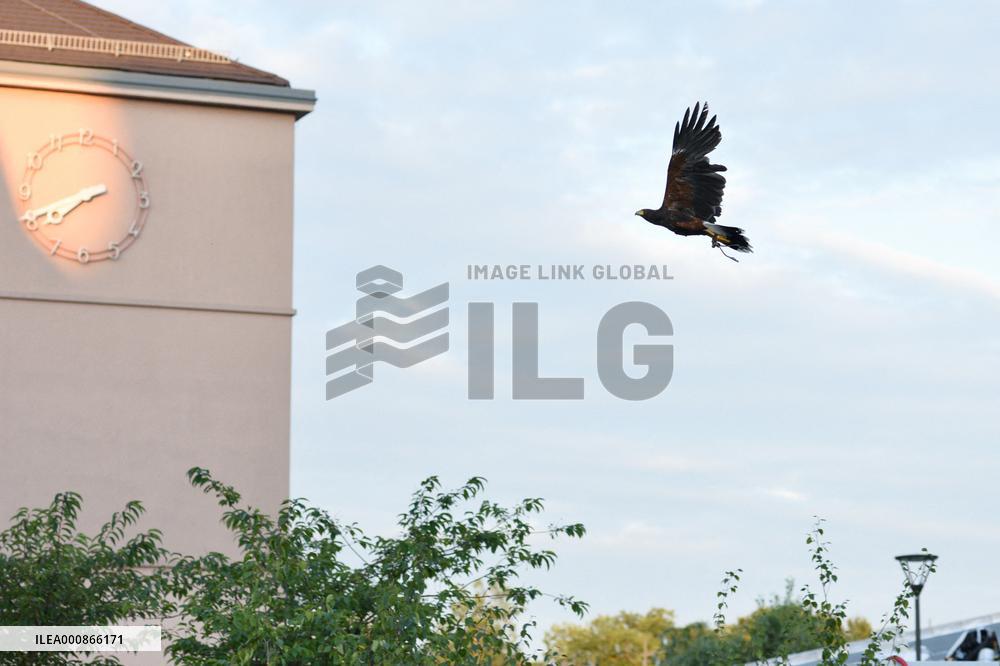 Falconers To Fight Against The Starling Nuisances - Strasbourg