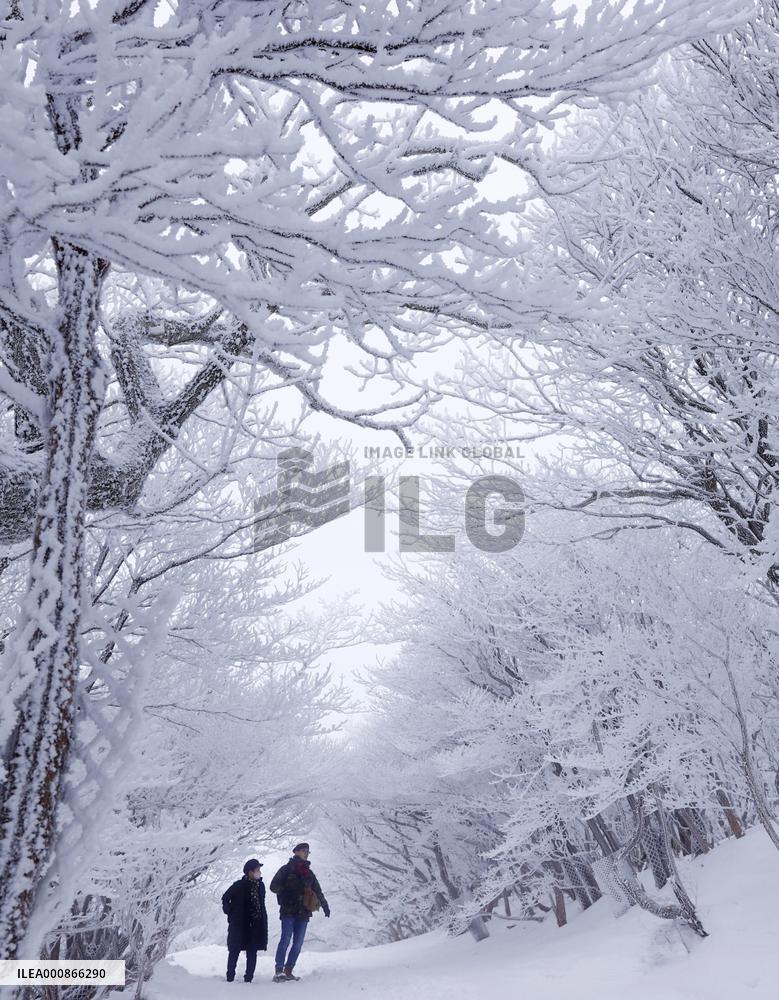 Frost-covered trees in Japan
