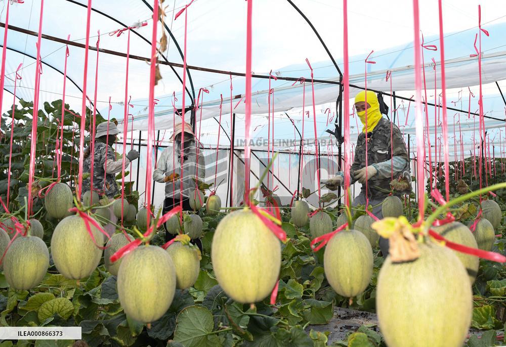 CHINA-HAINAN-HAMI MELON (CN)