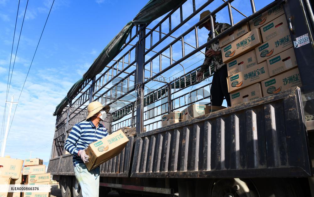CHINA-HAINAN-HAMI MELON (CN)