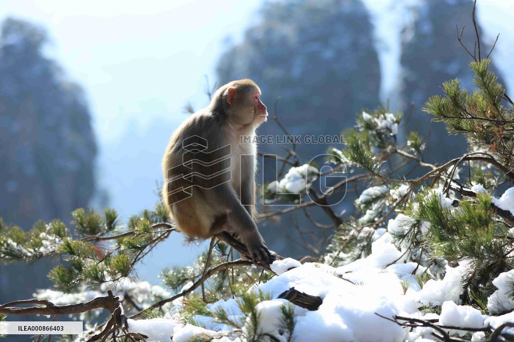 #CHINA-HUNAN-SNOW-MACAQUES (CN)