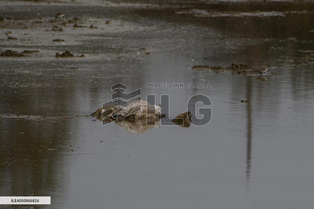 ISRAEL-HULA VALLEY-BIRD FLU