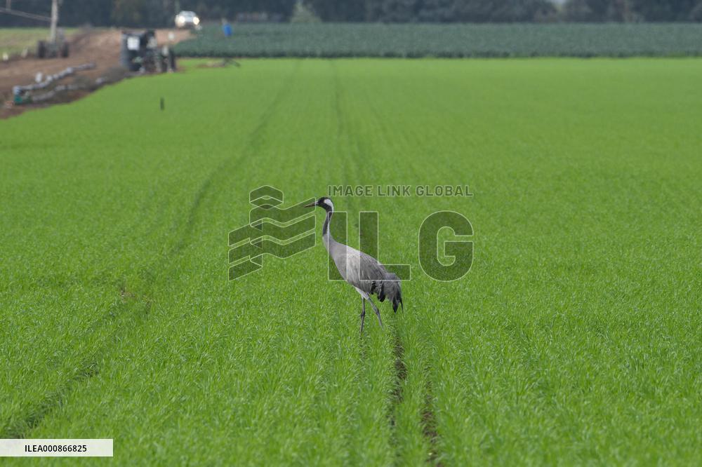 ISRAEL-HULA VALLEY-BIRD FLU