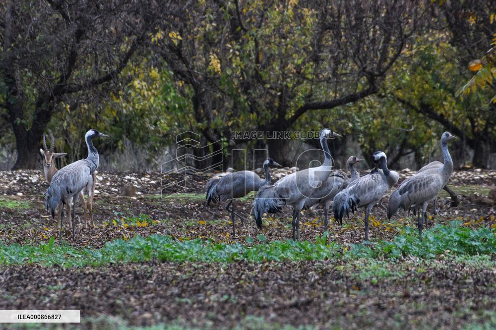 ISRAEL-HULA VALLEY-BIRD FLU