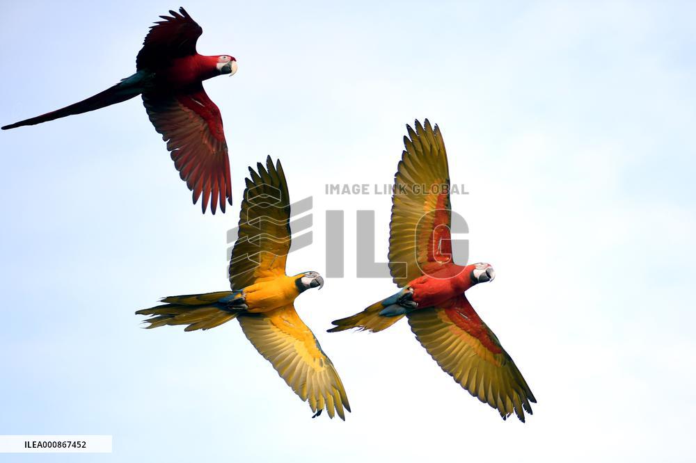 KUWAIT-HAWALLI GOVERNORATE-PARROT TRAINING