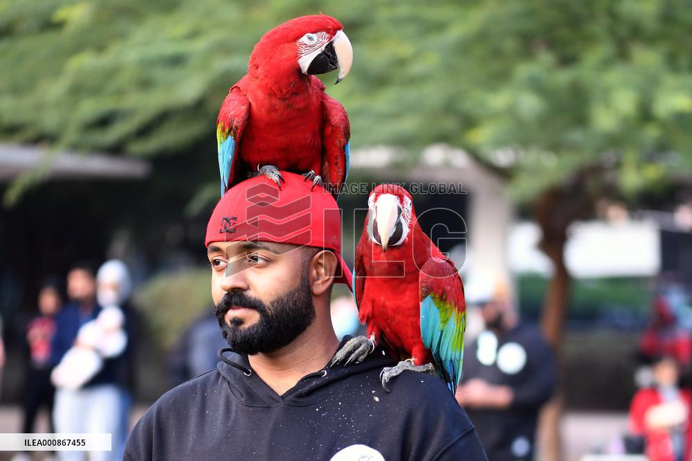 KUWAIT-HAWALLI GOVERNORATE-PARROT TRAINING