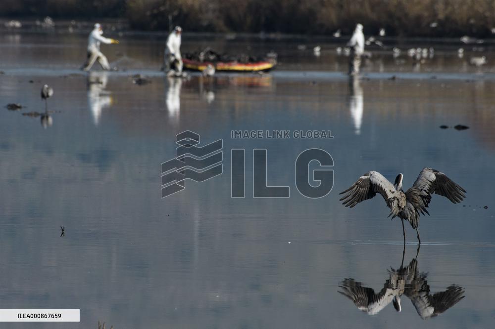 ISRAEL-HULA VALLEY-BIRD FLU