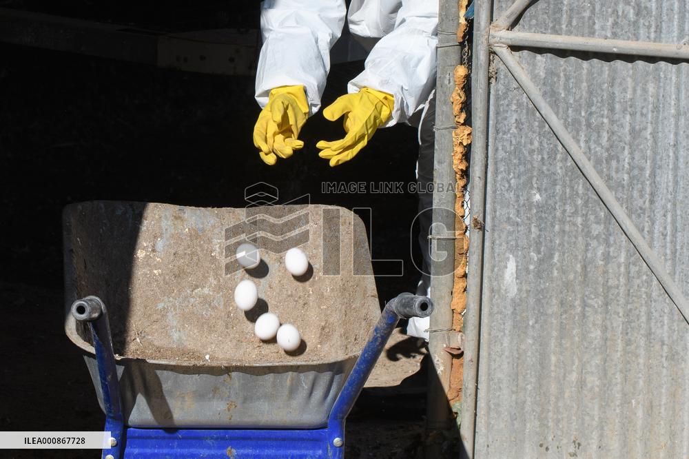 ISRAEL-MARGALIOT-BIRD FLU-EGGS-DISPOSAL