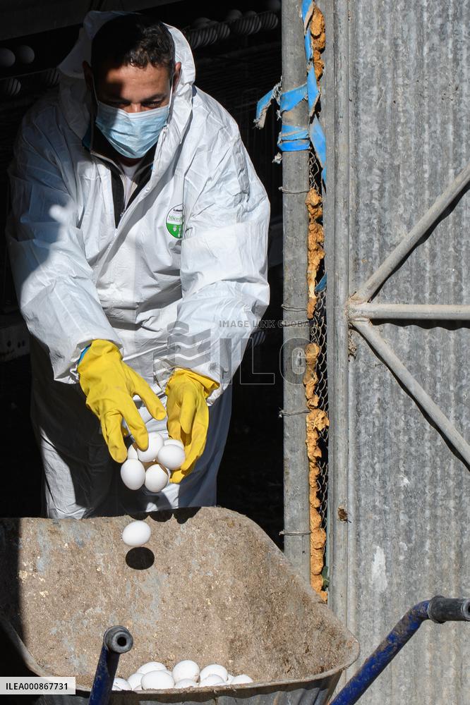 ISRAEL-MARGALIOT-BIRD FLU-EGGS-DISPOSAL