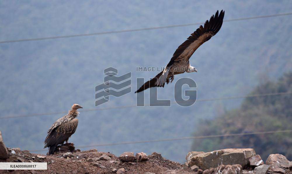 INDIA-JAMMU-VULTURE