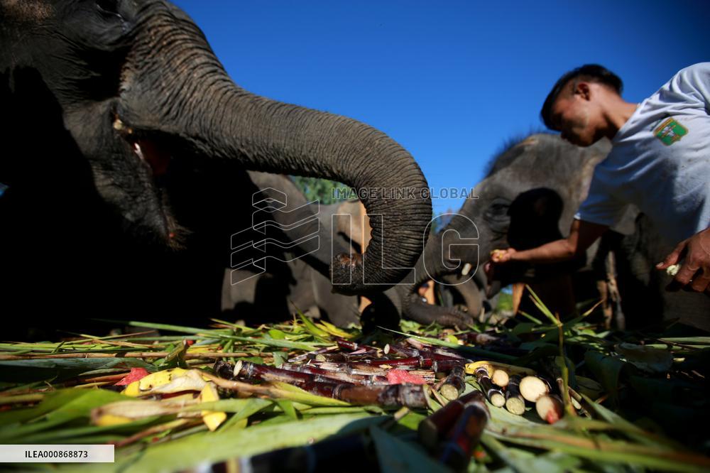 MYANMAR-BAGO-WINGABAW ELEPHANT CAMP