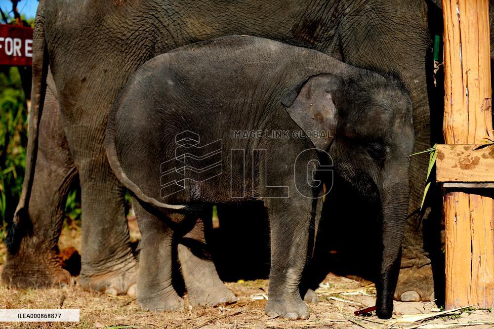 MYANMAR-BAGO-WINGABAW ELEPHANT CAMP