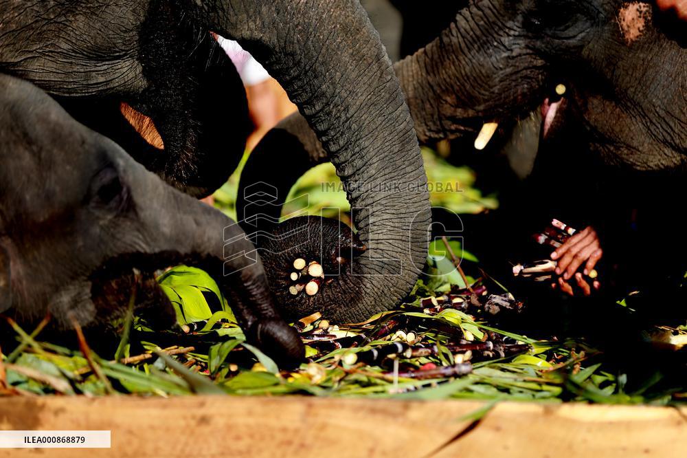 MYANMAR-BAGO-WINGABAW ELEPHANT CAMP