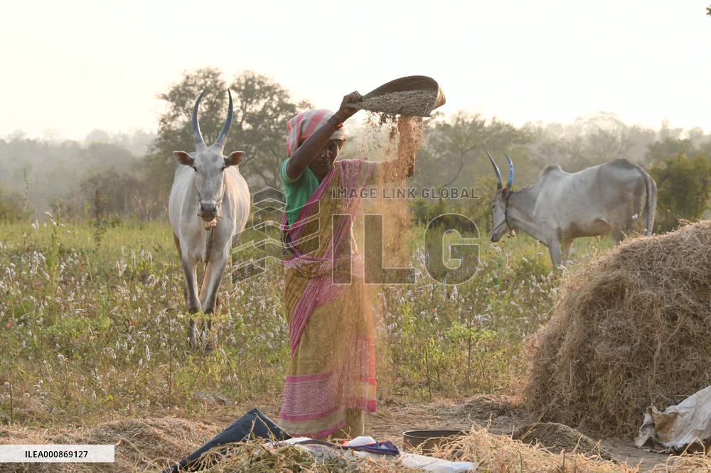 INDIA-BANGALORE-FARMING