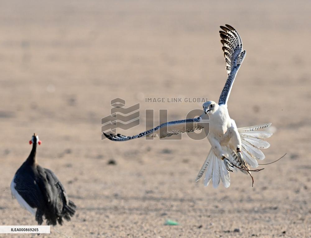 KUWAIT-JAHRA GOVERNORATE-FALCON HUNTING SHOW