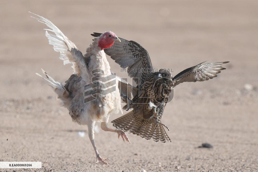 KUWAIT-JAHRA GOVERNORATE-FALCON HUNTING SHOW