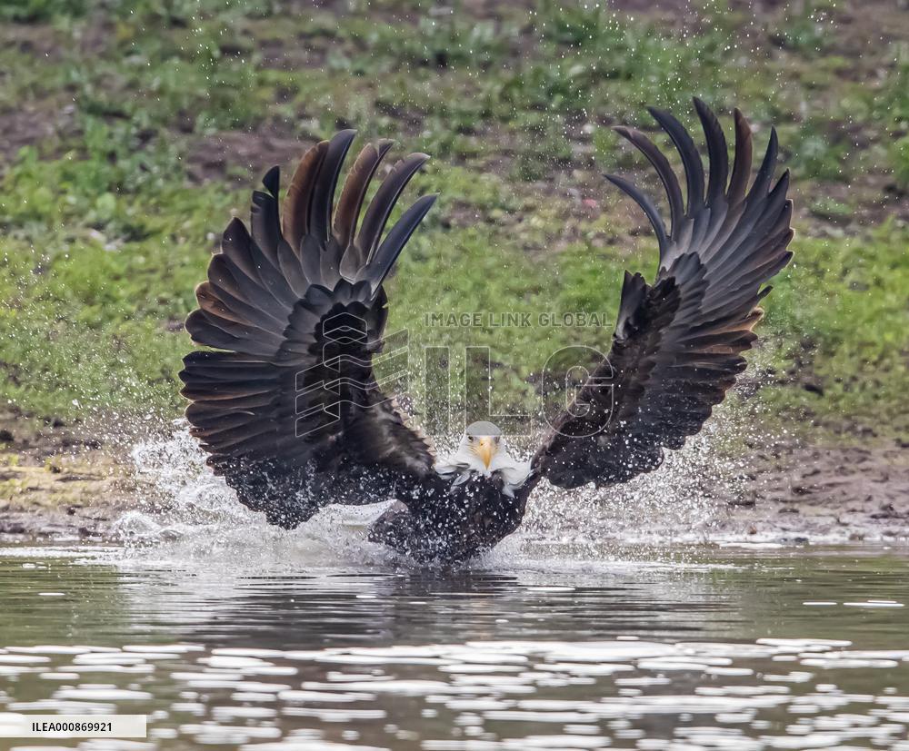 U.S.-SAN FRANCISCO-BALD EAGLE