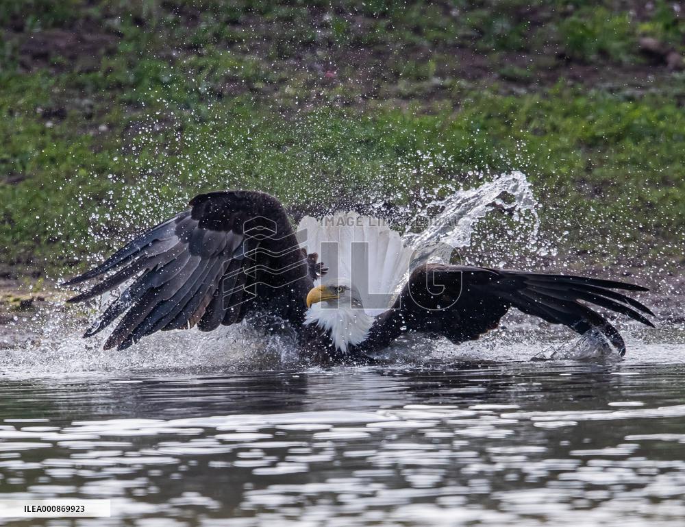 U.S.-SAN FRANCISCO-BALD EAGLE