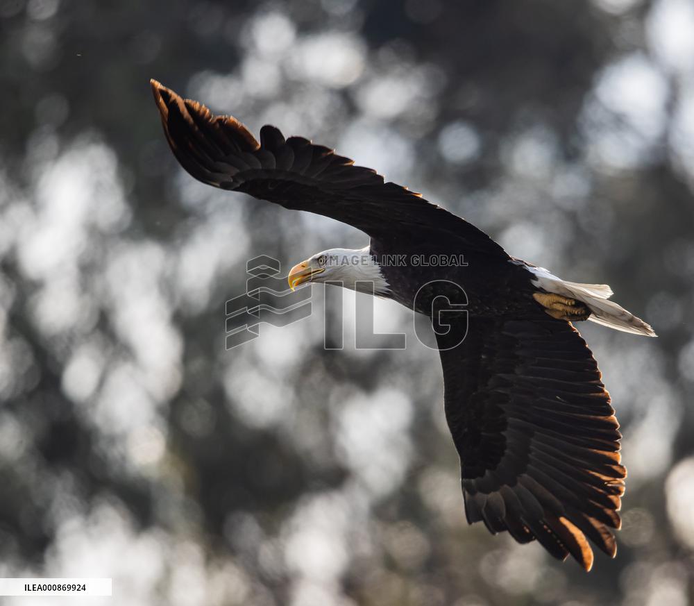 U.S.-SAN FRANCISCO-BALD EAGLE