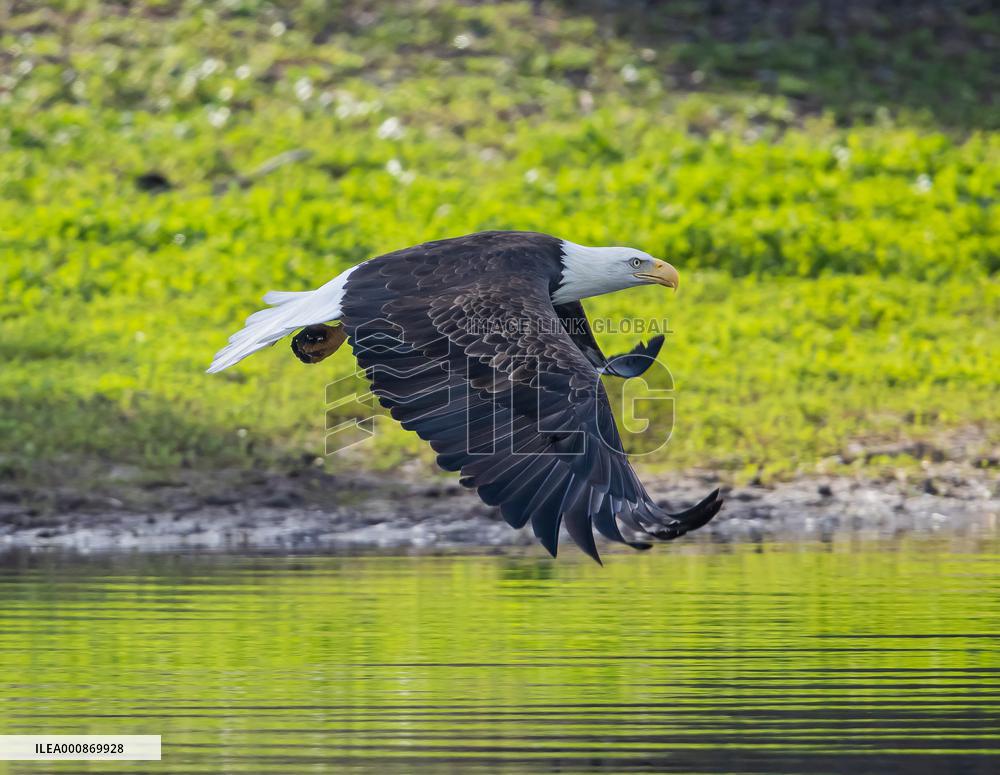 U.S.-SAN FRANCISCO-BALD EAGLE